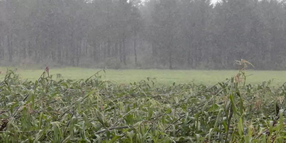 Con lluvias de Chris y Beryl aminoró la sequía que vivía Puebla 