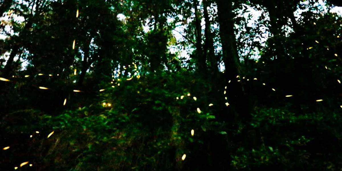 Confrontación en avistamiento de luciérnagas en Tlahuapan; se disputan espacios