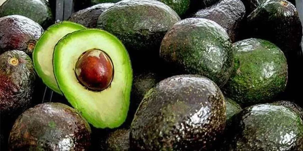 Aguacate se vende hasta en 140 pesos el kilo