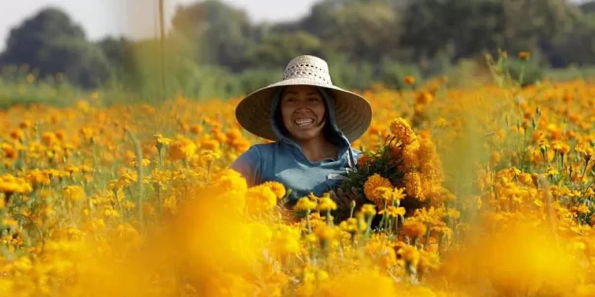 Arranca la venta de Flor de Cempasúchil este 24 de octubre en Atlixco