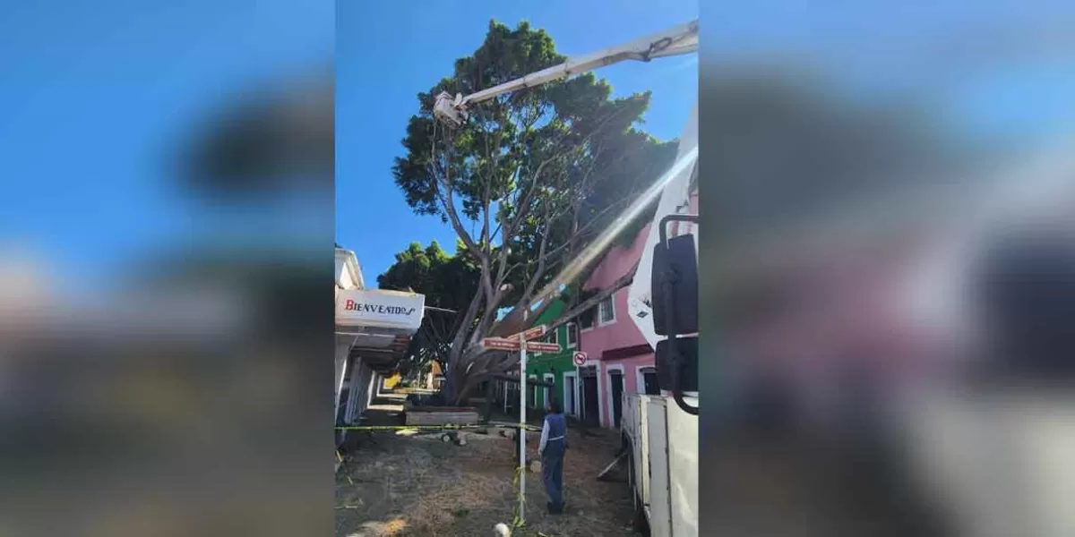 Continúan retiro del árbol caído en el Barrio del Artista