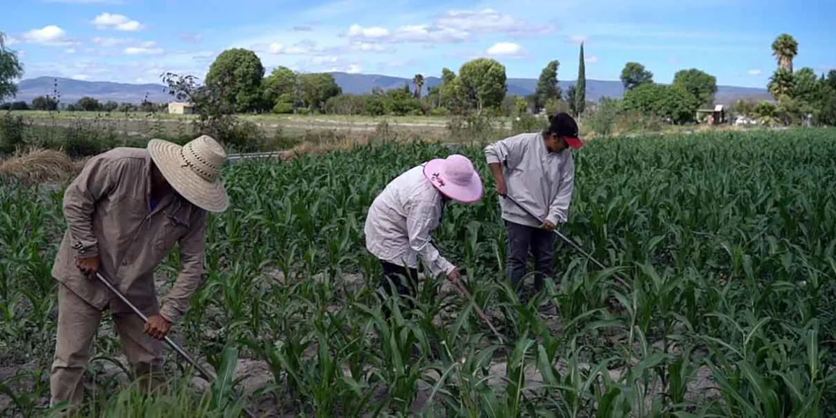 Armenta presenta el programa “Transformemos el Campo Poblano”