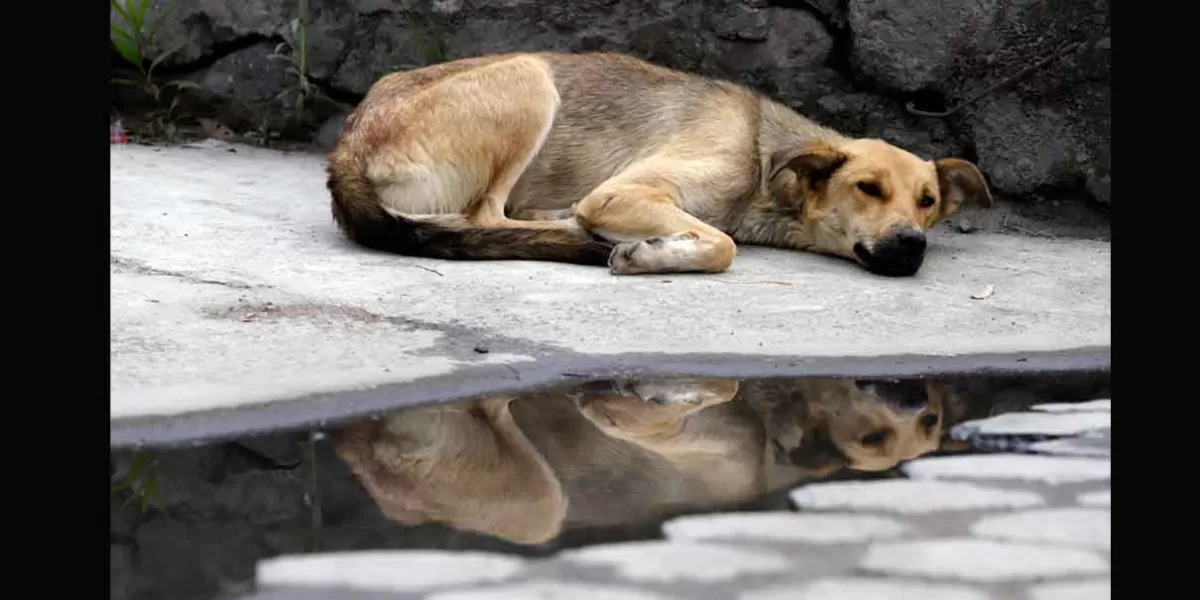 Con protesta en Fiscalía  demandarán cárcel contra asesinos de perros en Puebla 