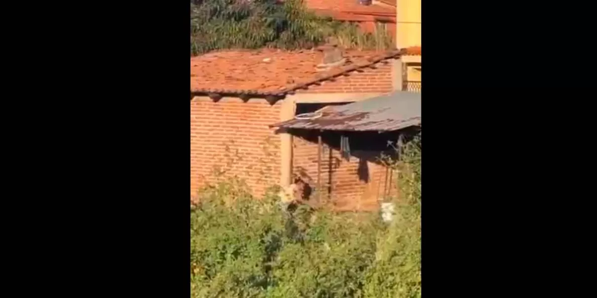 VIDEO. Mujer mata a palos a su perro en Atenguillo Jalisco