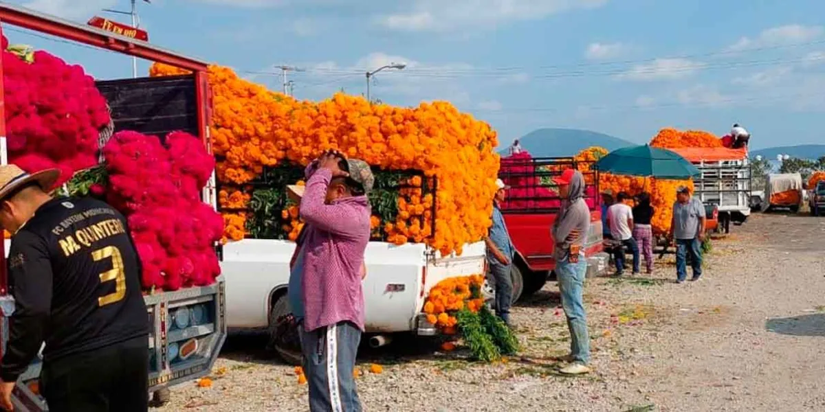 Al menos 7 estados compran flor de Cempasúchitl y Terciopelo en Atlixco