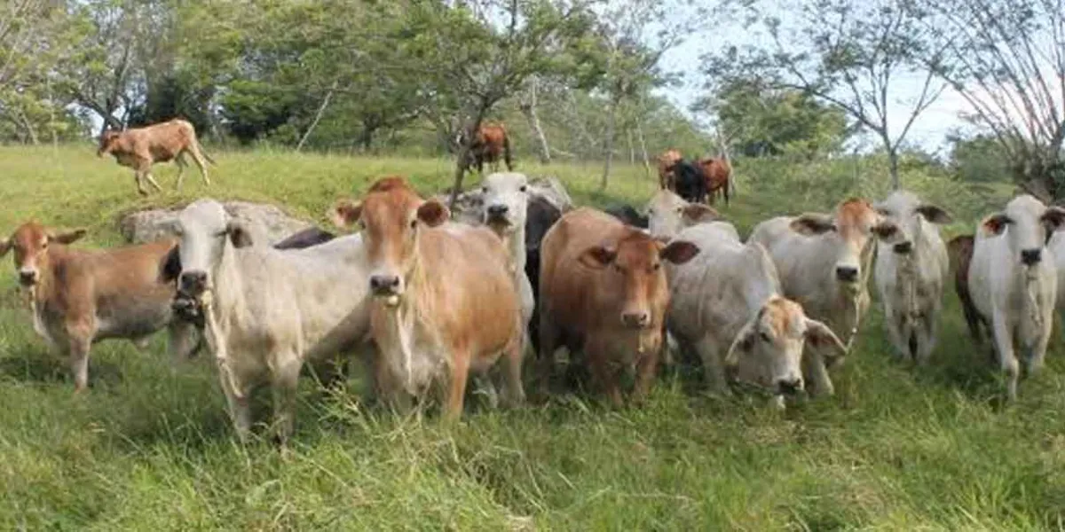 Puebla y Senasica fortalecen protocolos para exportación de ganado ante contingencia sanitaria