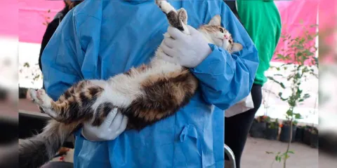 Con éxito continúan las Jornadas de Protección Animal en la capital 