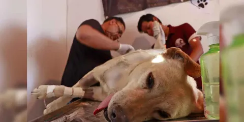 Condena Omar Muñoz ataque a machetazos a una perrita afuera de mercado