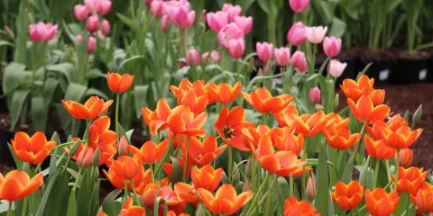 Atlixco florece: el tulipán, protagonista del Día del Amor y la Amistad