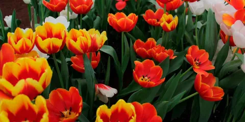 Festival del Tulipán Holandés en Atlixco: celebración que impulsa la economía local