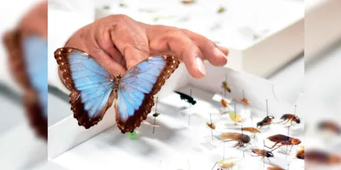ICUAP posee la colección de insectos más grande de Puebla