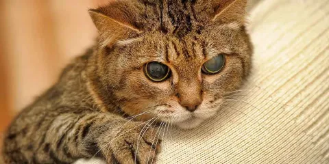 Mujer desquiciada mató a golpes a un gato en Serdán