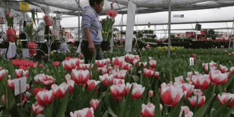 Se espera la venta de 200 mil tulipanes en Atlixco