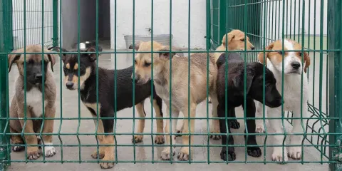 Volverán a gastar para adecuar Bienestar Animal en Amalucan; falta atención veterinaria 