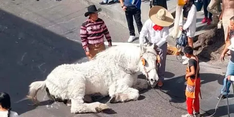 MALTRATO. Caballo que transportaba a quinceañera colapsó en calles de Atlixco 