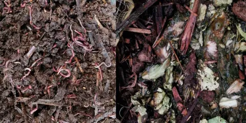 Texmelucan inicia proyecto piloto para producir lombricomposta con residuos orgánicos