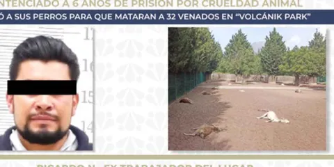 Seis años de prisión para sujeto que causó la muerte de 32 venados en Puebla