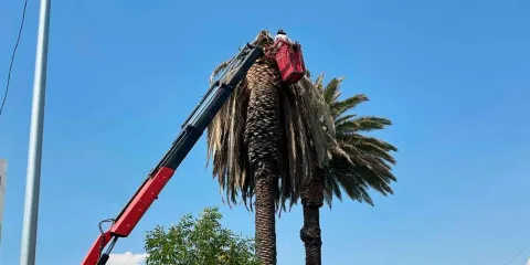 Entorno seguro con poda de palmeras en la colonia La Paz y Avenida Juárez