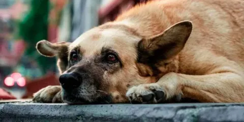 Alarmante envenenamiento de perros en Coxcatlán: FGE ya investiga