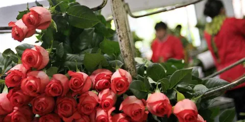 Atlixco listo para el Día del Amor y la Amistad: productores de rosas en acción