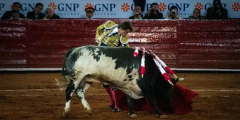 PVEM busca prohibir corridas de toros y peleas de gallos en Puebla