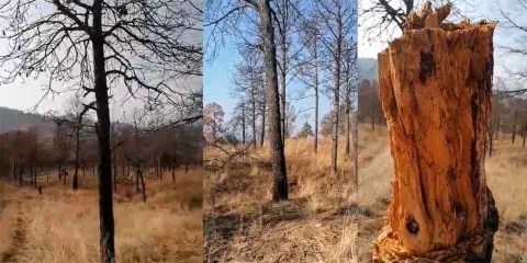 Día de la Tierra amargo en Serdán: Plaga y vandalismo amenazan los cerros