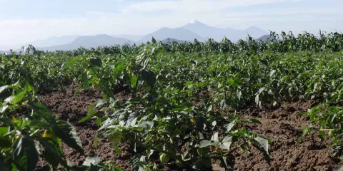 Con Armenta, sin precedentes la inversión al campo