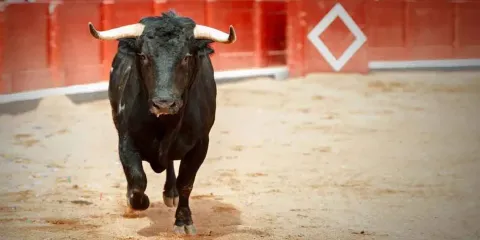 Diputado del PVEM denuncia ataques por iniciativa en favor de los animales en Puebla