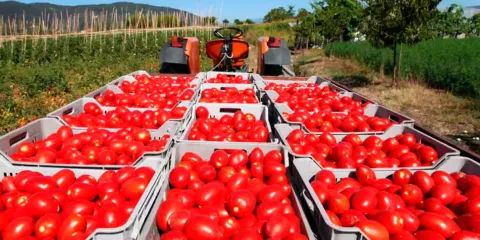Aranceles y heladas pegan a la producción agrícola de Puebla 