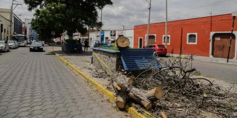 Cuautlancingo y Puebla, donde más árboles han sido talados sin permiso