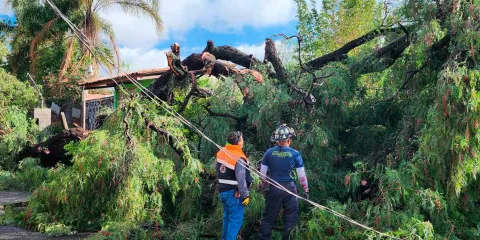 Colapsan árboles en Atlixco tras tormenta genera controversia