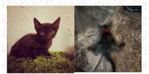FGE vincula a proceso a hombre por crueldad animal en Huauchinango