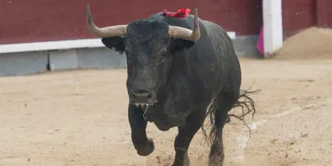 La corrida de toros y peleas de gallos calentarán debate en el Congreso poblano