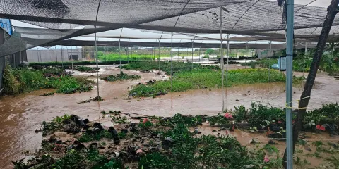 Lluvia atípica provoca nuevo desbordamiento en Atlixco; viveristas reportan pérdidas de hasta el 100%