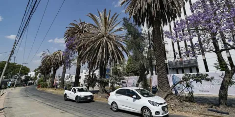 Palmeras a revisión para evitar tragedias durante lluvias