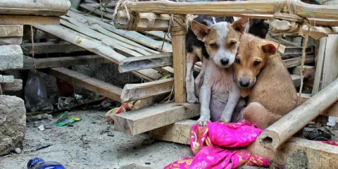 Abandono de perros y gatos podría castigarse con prisión en Puebla