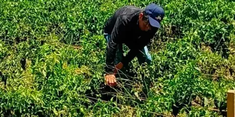 Granizadas en la región de Texmelucan elevarán el precio del chile poblano