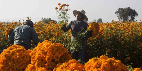 Atlixco inicia temporada récord de flor de muerto con alta demanda nacional