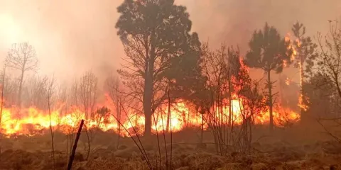 299 incendios acabaron con 10 mil hectáreas arboladas en Puebla 