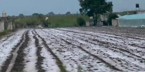 Urge ayuda en la región de Texmelucan, granizada acabó con hortalizas y verduras