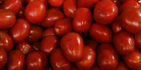 Exportación de jitomate en riesgo
