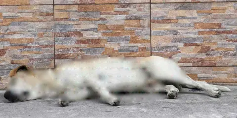Autoridades de Tehuacán aplican protocolos tras hallar cuerpo sin vida de un perro en vía pública