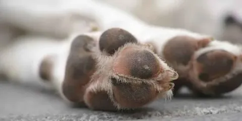 Seis perritos mueren envenenados en Tehuacán; exigen justicia