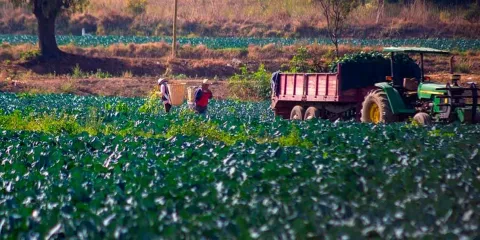 Este mes habrá mes beneficios agrícolas en la capital poblana