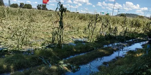 Campesinos pidieron ayuda a Conagua y Ceaspue, AGUAS NEGRAS contaminan cultivos en Huejotzingo