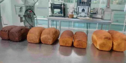  Comida del futuro, el Tec de Monterrey desarrolló alimentos con harina de insectos