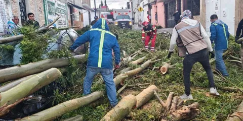 Tromba en Tehuacán derribó árboles y afectó a locatarios del mercado