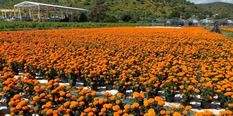 La prevención es crucial para los productores de flor de Cempasúchil de Atlixco
