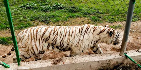 Hallan sin vida al tigre de Bengala que escapó por lluvias del Parque Animalia en Xicotepec 