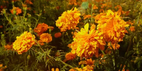 La flor de Cempasúchil de Atlixco adornará altares de 14 estados del país